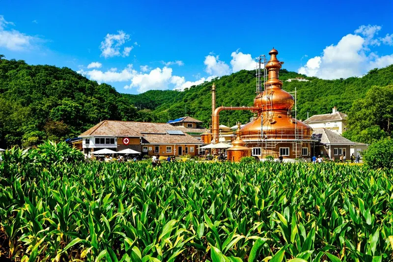 Que faire à la distillerie Damoiseau en Guadeloupe ?