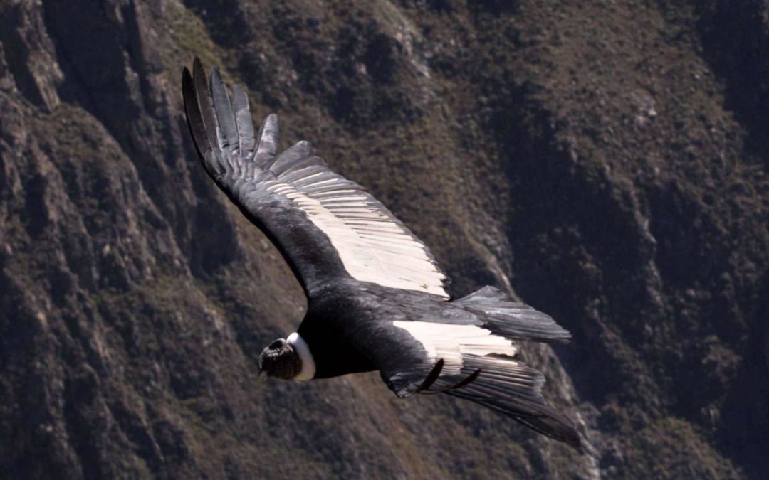 Où voir les condors au Pérou ?